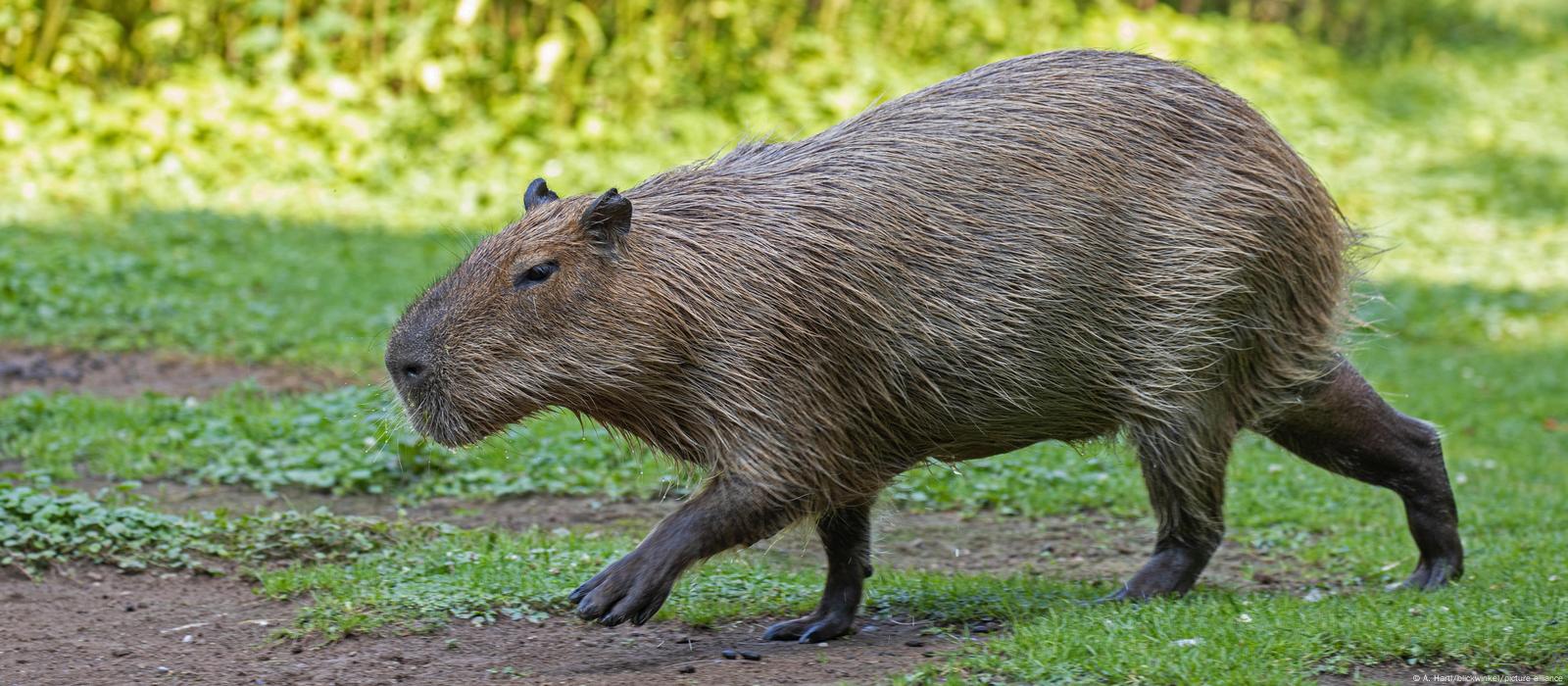 Carpincho argentino